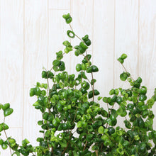 画像をギャラリービューアに読み込む, フィカス・ベンジャミン・バロック 7号 おしゃれな観葉植物