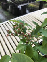 画像をギャラリービューアに読み込む, 【予約商品:6/17発送】ブルーベリー ラビットアイ系 実付き 5号 2種セット