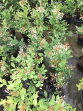 画像をギャラリービューアに読み込む, 【予約商品:6/17発送】ブルーベリー ラビットアイ系 実付き 5号 2種セット