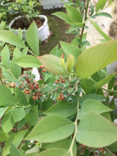 画像をギャラリービューアに読み込む, 【予約商品:6/17発送】ブルーベリー ラビットアイ系 実付き 5号 2種セット