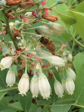 画像をギャラリービューアに読み込む, 【予約商品:6/17発送】ブルーベリー ラビットアイ系 実付き 5号 2種セット