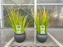 画像をギャラリービューアに読み込む, 【予約商品:6/3発送】黄金セキショウ 盆栽仕立て 3.5号 1鉢