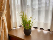 画像をギャラリービューアに読み込む, 【予約商品:6/3発送】黄金セキショウ 盆栽仕立て 3.5号 1鉢