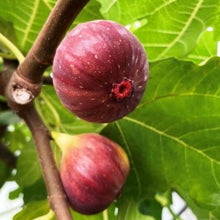 画像をギャラリービューアに読み込む, 【予約商品:5/17以降発送分】イチジク・ドーフィン 果樹 3.5号 1鉢