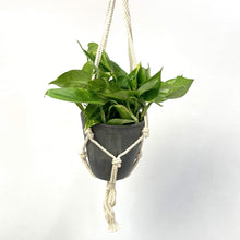 画像をギャラリービューアに読み込む, ポトス 5号 ハンギングポットセット 1鉢
