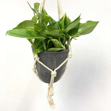 画像をギャラリービューアに読み込む, ポトス 5号 ハンギングポットセット 1鉢