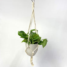 画像をギャラリービューアに読み込む, ポトス 5号 ハンギングポットセット 1鉢