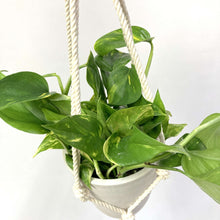 画像をギャラリービューアに読み込む, ポトス 5号 ハンギングポットセット 1鉢
