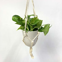画像をギャラリービューアに読み込む, ポトス 5号 ハンギングポットセット 1鉢