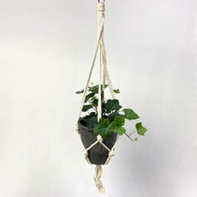 画像をギャラリービューアに読み込む, ヘデラ・ヘリックス(アイビー) 5号 ハンギングポットセット 1鉢
