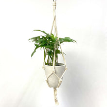 画像をギャラリービューアに読み込む, ヒメモンステラ 5号 おしゃれなハンギングポットセット