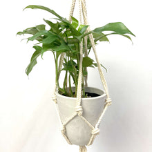 画像をギャラリービューアに読み込む, ヒメモンステラ 5号 おしゃれなハンギングポットセット