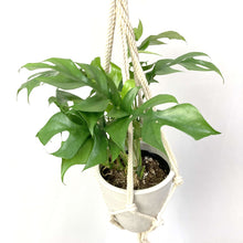 画像をギャラリービューアに読み込む, ヒメモンステラ 5号 おしゃれなハンギングポットセット