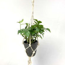 画像をギャラリービューアに読み込む, ヒメモンステラ 5号 おしゃれなハンギングポットセット