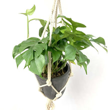画像をギャラリービューアに読み込む, ヒメモンステラ 5号 おしゃれなハンギングポットセット