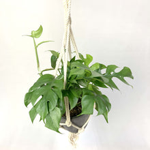 画像をギャラリービューアに読み込む, ヒメモンステラ 5号 おしゃれなハンギングポットセット