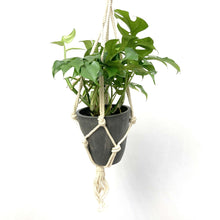 画像をギャラリービューアに読み込む, ヒメモンステラ 5号 おしゃれなハンギングポットセット