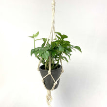 画像をギャラリービューアに読み込む, ヒメモンステラ 5号 おしゃれなハンギングポットセット