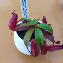 画像をギャラリービューアに読み込む, ウツボカズラ(ネペンテス) 食虫植物 2.5号 4種 4鉢セット