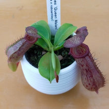 画像をギャラリービューアに読み込む, ウツボカズラ(ネペンテス) 食虫植物 2.5号 4種 4鉢セット