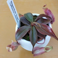 画像をギャラリービューアに読み込む, ウツボカズラ(ネペンテス) 食虫植物 2.5号 4種 4鉢セット