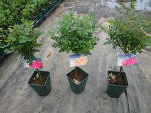 画像をギャラリービューアに読み込む, 四季咲きバラ スタンド仕立て 6号 3色 3鉢セット