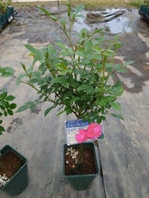 画像をギャラリービューアに読み込む, 四季咲きバラ スタンド仕立て 6号 3色 3鉢セット