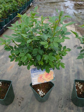 画像をギャラリービューアに読み込む, 四季咲きバラ スタンド仕立て 6号 3色 3鉢セット