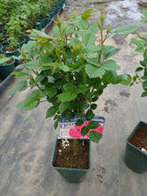 画像をギャラリービューアに読み込む, 四季咲きバラ スタンド仕立て 6号 3色 3鉢セット