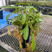 画像をギャラリービューアに読み込む, ウツボカズラ・アラータ(ネペンテス) 食虫植物 4号 1鉢