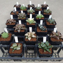 画像をギャラリービューアに読み込む, ハオルチア レアなアソートセット 多肉植物 ケース売り 20ポットセット