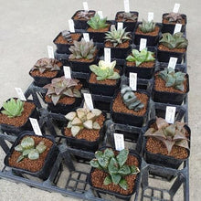 画像をギャラリービューアに読み込む, ハオルチア レアなアソートセット 多肉植物 ケース売り 20ポットセット