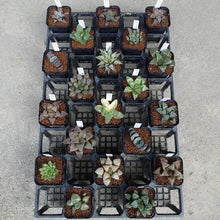 画像をギャラリービューアに読み込む, ハオルチア レアなアソートセット 多肉植物 ケース売り 20ポットセット
