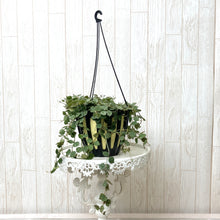 画像をギャラリービューアに読み込む, ホヤ・カーティシー 吊鉢 5号 1鉢