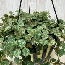 画像をギャラリービューアに読み込む, ホヤ・カーティシー 吊鉢 5号 1鉢