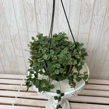 画像をギャラリービューアに読み込む, ホヤ・カーティシー 吊鉢 5号 1鉢