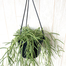 画像をギャラリービューアに読み込む, 【室内におすすめ 観葉植物】ホヤ・リネアリス 4号