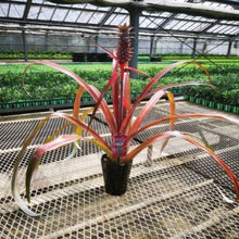 画像をギャラリービューアに読み込む, 【予約商品:5/27発送】パイナップル 赤実 レッドパイン・ミラ 4.5号 1鉢