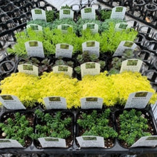 画像をギャラリービューアに読み込む, セダム 6品種ミックスセット