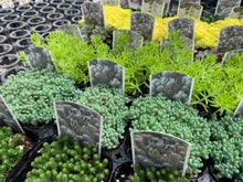 画像をギャラリービューアに読み込む, セダム 6品種ミックスセット