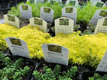 画像をギャラリービューアに読み込む, セダム 6品種ミックスセット