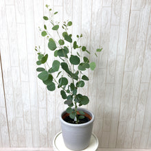 画像をギャラリービューアに読み込む, 【予約商品:5/27発送】ユーカリ・ポポラス 5号 1鉢