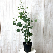 画像をギャラリービューアに読み込む, 【予約商品:5/27発送】ユーカリ・ポポラス 5号 1鉢