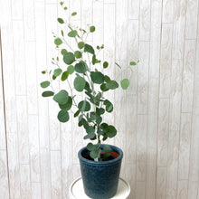 画像をギャラリービューアに読み込む, 【予約商品:5/27発送】ユーカリ・ポポラス 5号 1鉢