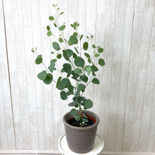 画像をギャラリービューアに読み込む, 【予約商品:5/27発送】ユーカリ・ポポラス 5号 1鉢