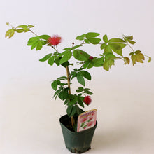 画像をギャラリービューアに読み込む, 【予約商品:7/14発送】高麗ネムノキ(コウライネム) 3.5号 1ポット