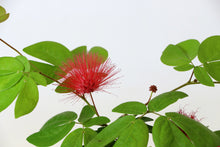 画像をギャラリービューアに読み込む, 【予約商品:7/14発送】高麗ネムノキ(コウライネム) 3.5号 1ポット