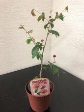 画像をギャラリービューアに読み込む, 【予約商品:7/14発送】高麗ネムノキ(コウライネム) 3.5号 1ポット