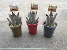 画像をギャラリービューアに読み込む, 【予約商品:7/1発送】多肉植物 ツキトジ(月兎耳) 鉢3色セット