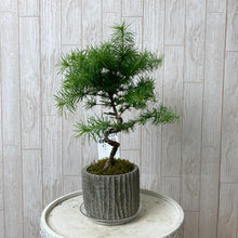 画像をギャラリービューアに読み込む, 【予約商品:6/17以降発送】カラマツ 風味鉢 1鉢